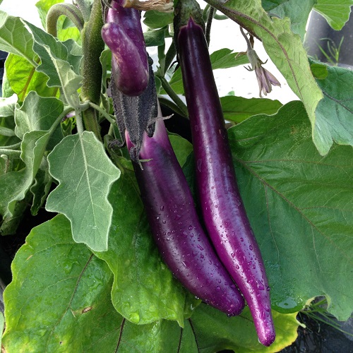 Aubergine Farmers Long